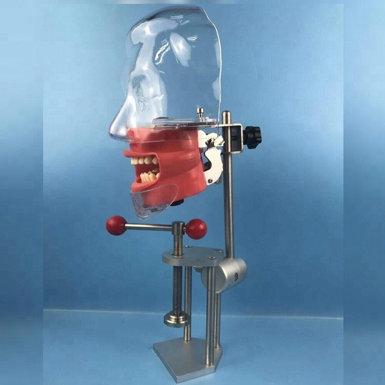 Tête de fantôme dentaire momodel / équipement de laboratoire compatible avec Nissin