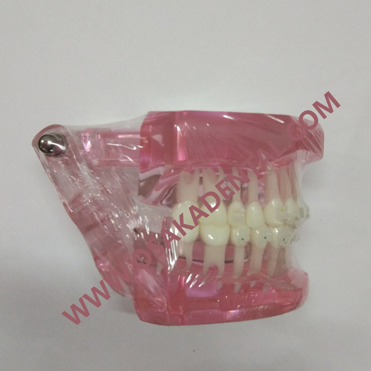 Moule dentaire dentaire pour l'enseignement / pièce à main dentaire / unité dentaire / chaise dentaire