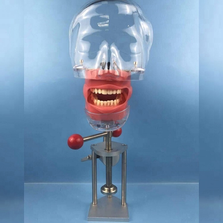 Tête de fantôme dentaire momodel / équipement de laboratoire compatible avec Nissin