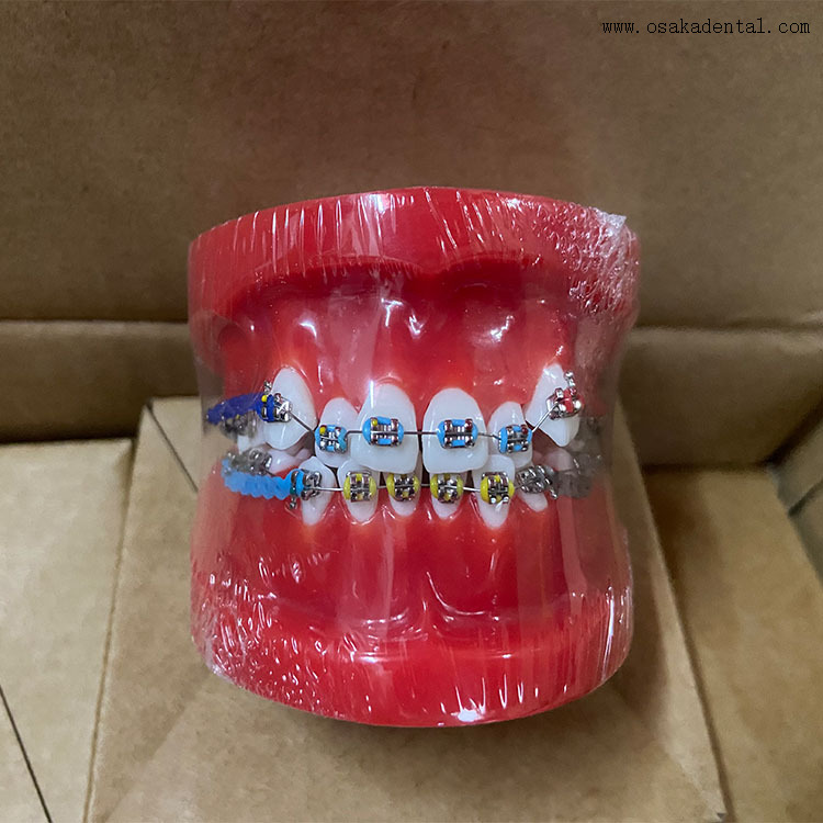 Modèle orthodontique de dents dentaires pour l'enseignement des dentistes