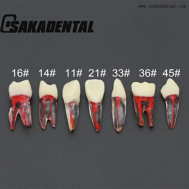 Modèle de dent de train de canal radiculaire endodontique dentaire