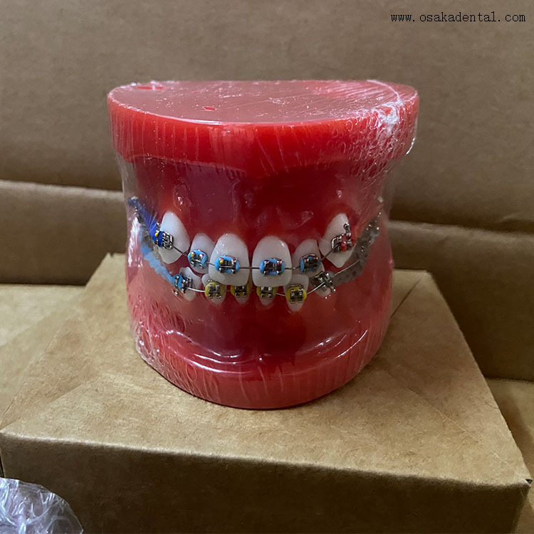 Modèle orthodontique de dents dentaires pour l'enseignement des dentistes