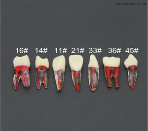 Modèle de dents en résine pour étudiants en dentiste, pratique d'enseignement