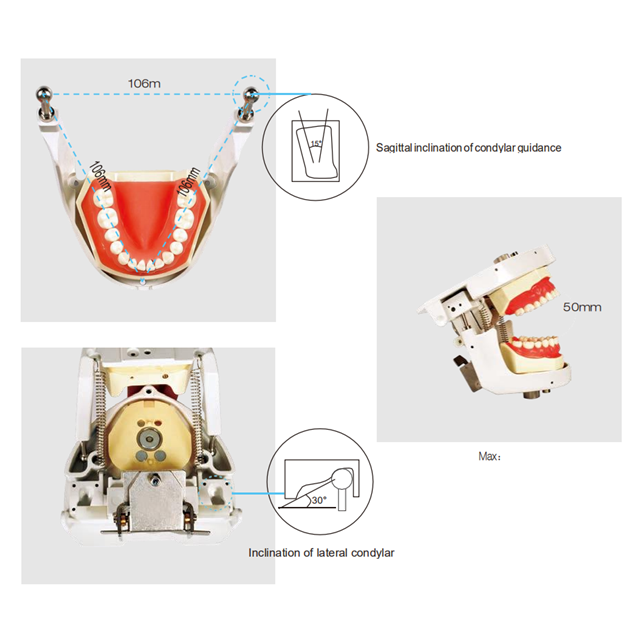 Pratique de simulation de mannequin de dents d'articulateur principal dentaire