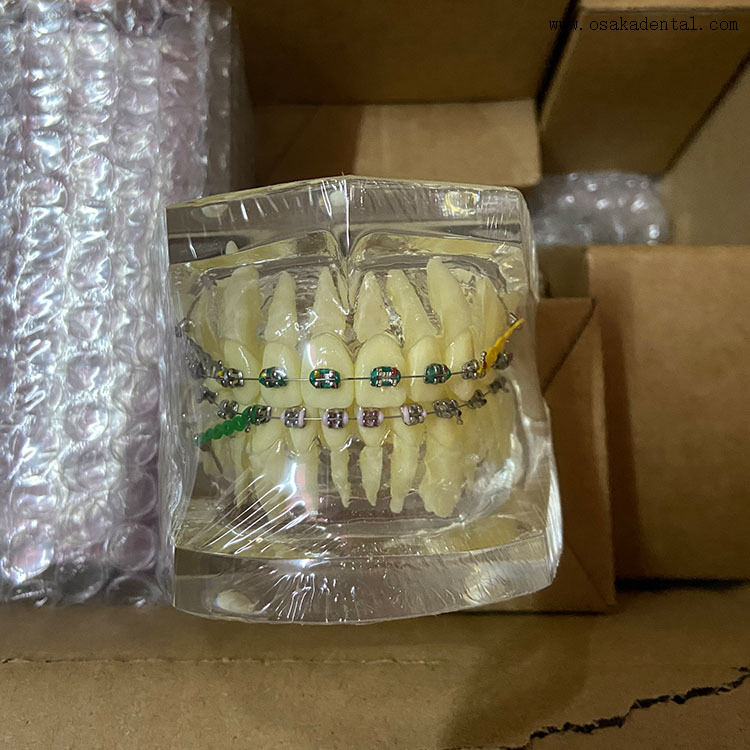 Modèle orthodontique de dents dentaires pour l'enseignement des dentistes