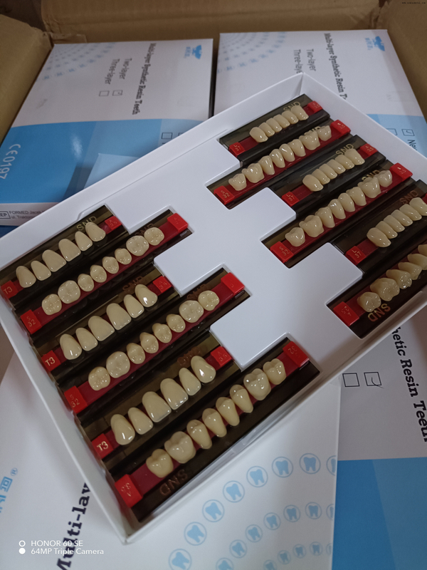 Dents en résine bicolore de haute qualité pour des prothèses d'apparence naturelle