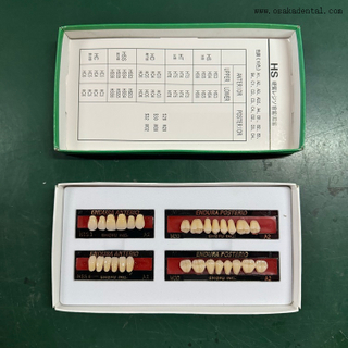 Dents dentaires en résine de qualité européenne, dents avant/arrière OSA-Teeth-EU