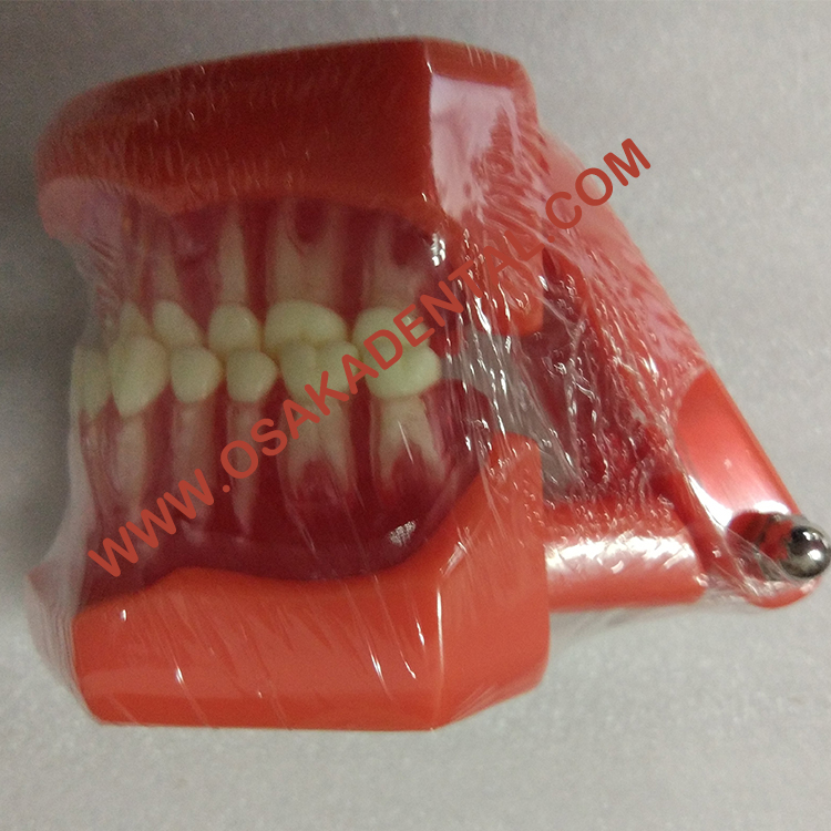 Modèle d'enseignement de forme dentaire Modèle de taille naturelle (amovible) / modèle d'enseignement de prothèse dentaire