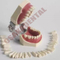 Moule à dents dentaires pour l'enseignement / Nissin Teeth