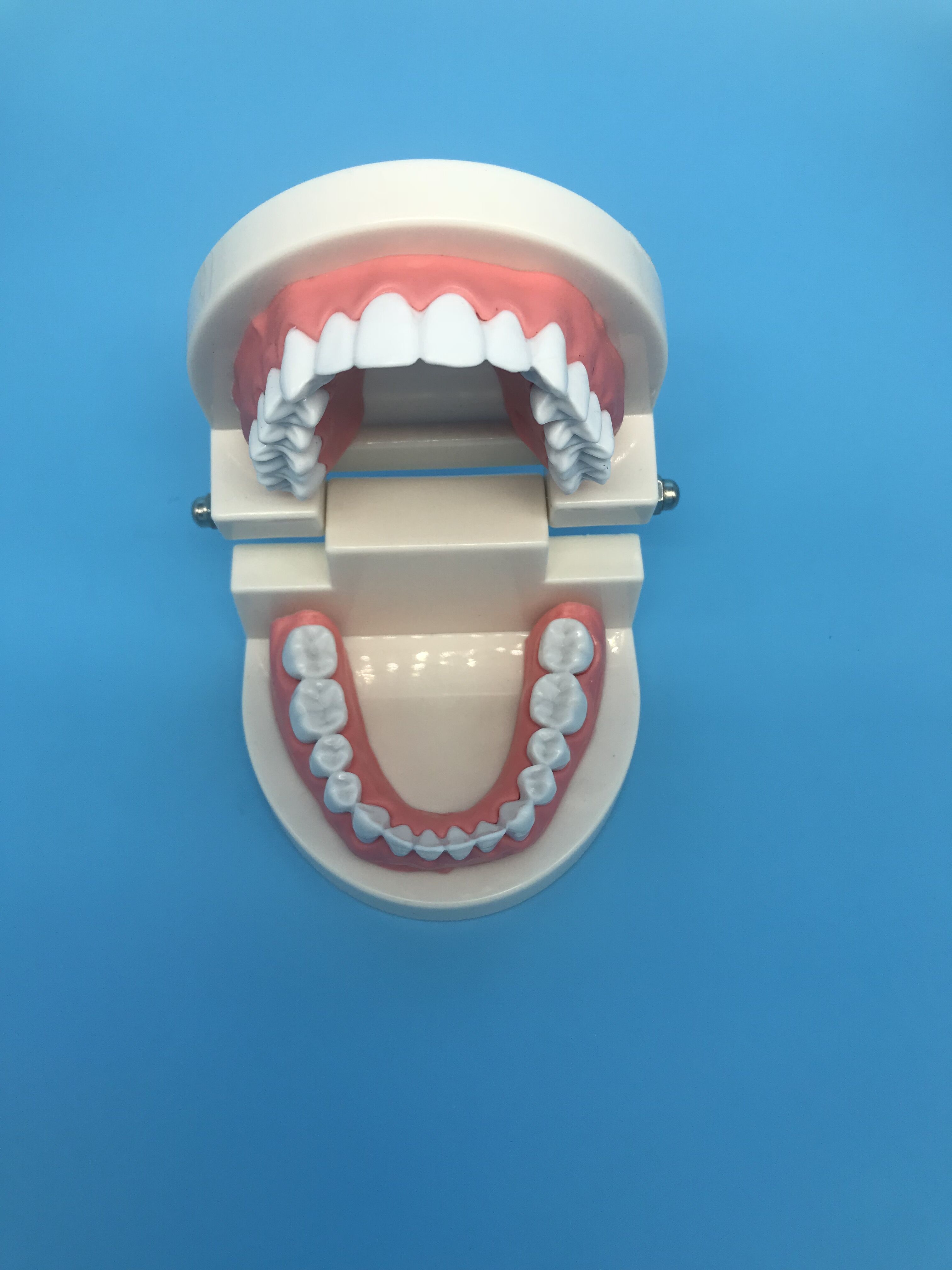 modèle d'étude dentaire orthodontique dentaire pour l'enseignement / typodont