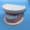 modèle d'étude dentaire orthodontique dentaire pour l'enseignement / typodont
