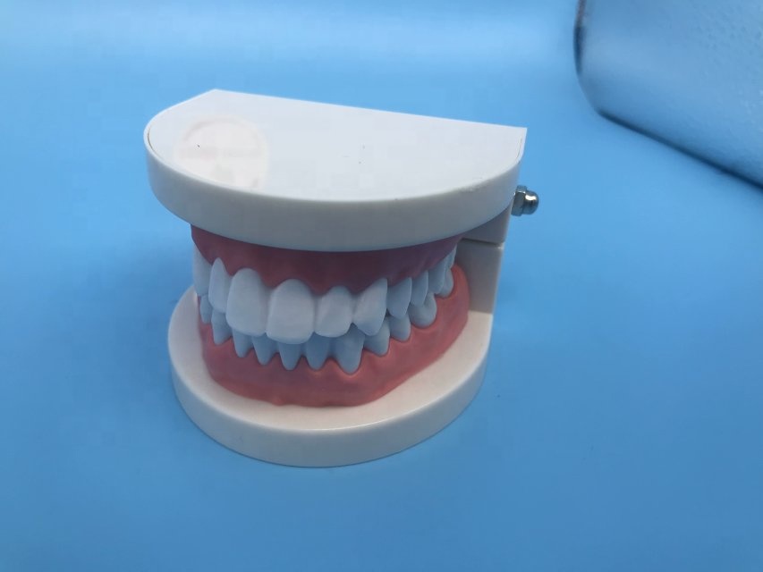 Modèle de dents d'enseignement étudiant