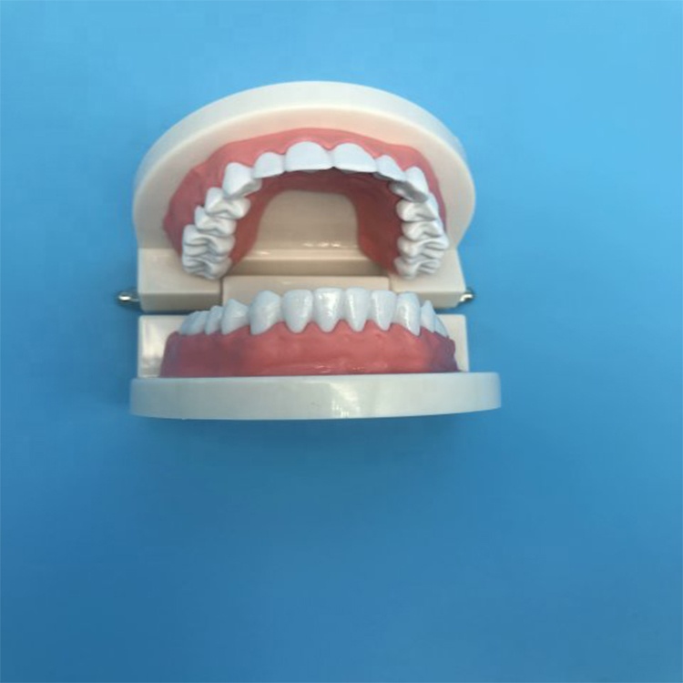 Modèle de dents d'enseignement étudiant