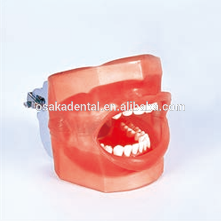 Un mannequin dentaire simple avec drain d'eau