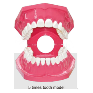 Un modèle de dent dentaire pour l'enseignement et la formation