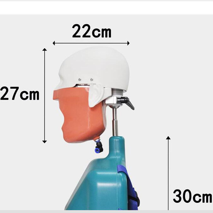 Un modèle de tête de mannequin de dentisterie dentaire et d'étude senior