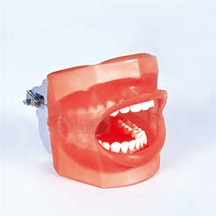 Un mannequin dentaire simple avec drain d'eau